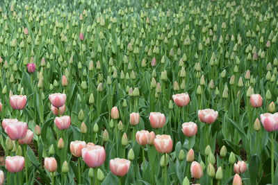 Tulips growing on field