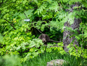 View of a reptile in a forest