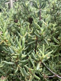 Close-up of fresh green plant