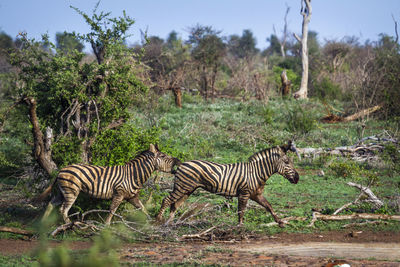 Zebras fighting on land