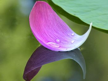 Close-up of pink flowers