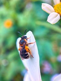 Close-up of insect on flower