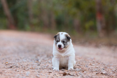 Portrait puppy dog sitting alone on the soil road at the park.