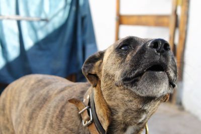 Close-up of dog
