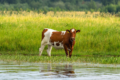 Cow standing in a field