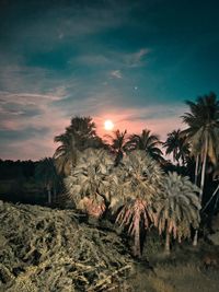 Palm trees on field against sky during sunset