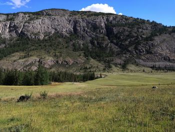 Scenic view of grassy field against sky