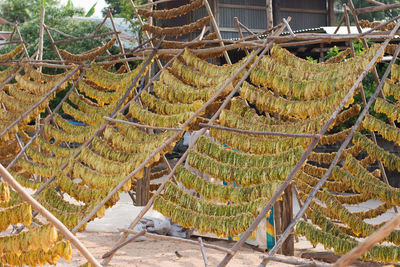 High angle view of corn on field