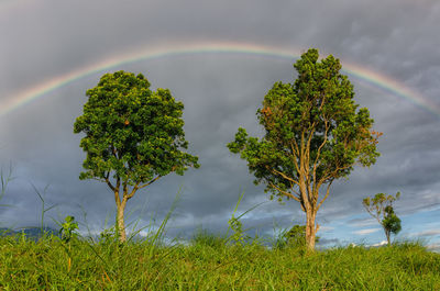 Trees on field against rainbow in sky