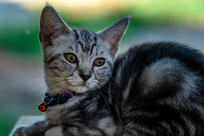 Close-up portrait of tabby cat