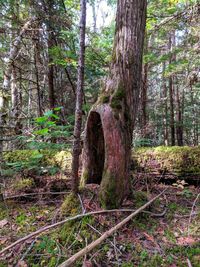 Trees in forest