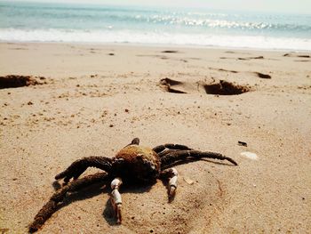 Surface level of crab on beach