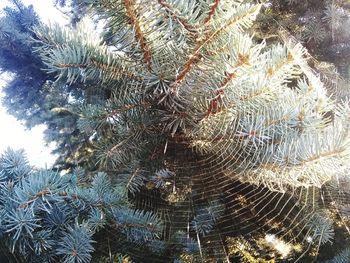 Low angle view of pine tree during winter