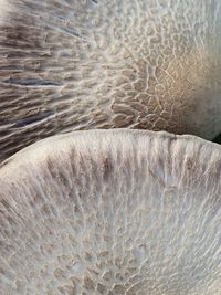 High angle view of jellyfish on beach