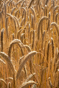 Full frame shot of wheat field