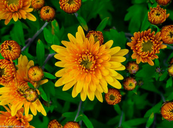 Close-up of yellow flowering plants