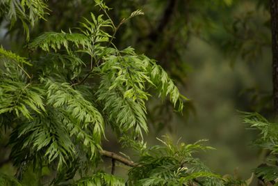 Close-up of fresh green leaves