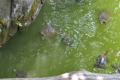 High angle view of ducks swimming on lake
