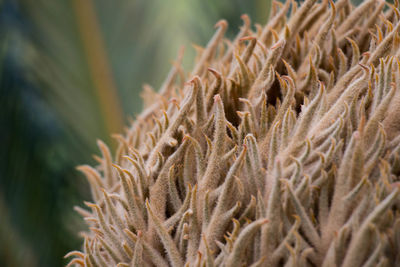 Close-up of plants