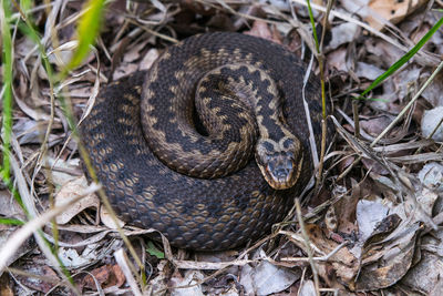 High angle view of snake