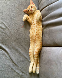 High angle view of cat relaxing on sofa
