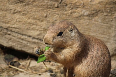 Close-up of squirrel eating food