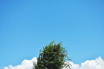 Low angle view of cactus against blue sky