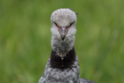 Close-up of bird perching on field