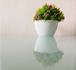 Close-up of potted plant on table