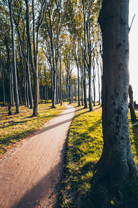 Road amidst trees in forest