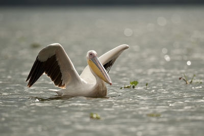 Seagull flying over sea