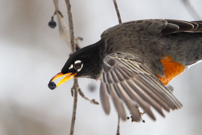 Close-up of a bird in flight 