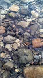 Rocks in shallow water
