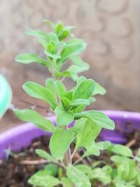 Close-up of potted plant