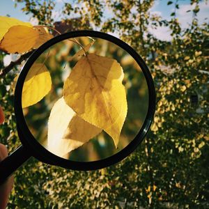 Leaves seen through magnifying glass