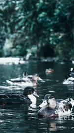 Ducks swimming in lake