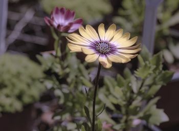 Close-up of purple flowering plant