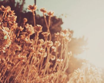 Close-up of plant growing on field