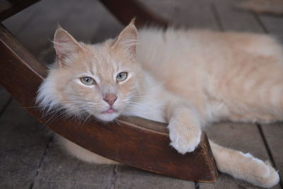 High angle portrait of a cat