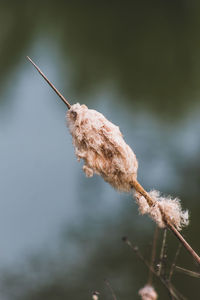 Close-up of wilted plant