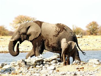 Side view of elephant in water against clear sky