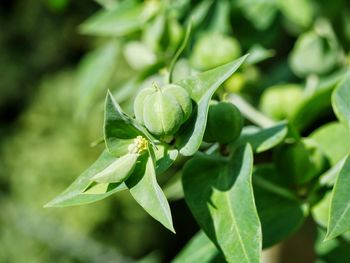 Close-up of fresh green plant