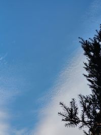 Low angle view of silhouette trees against blue sky