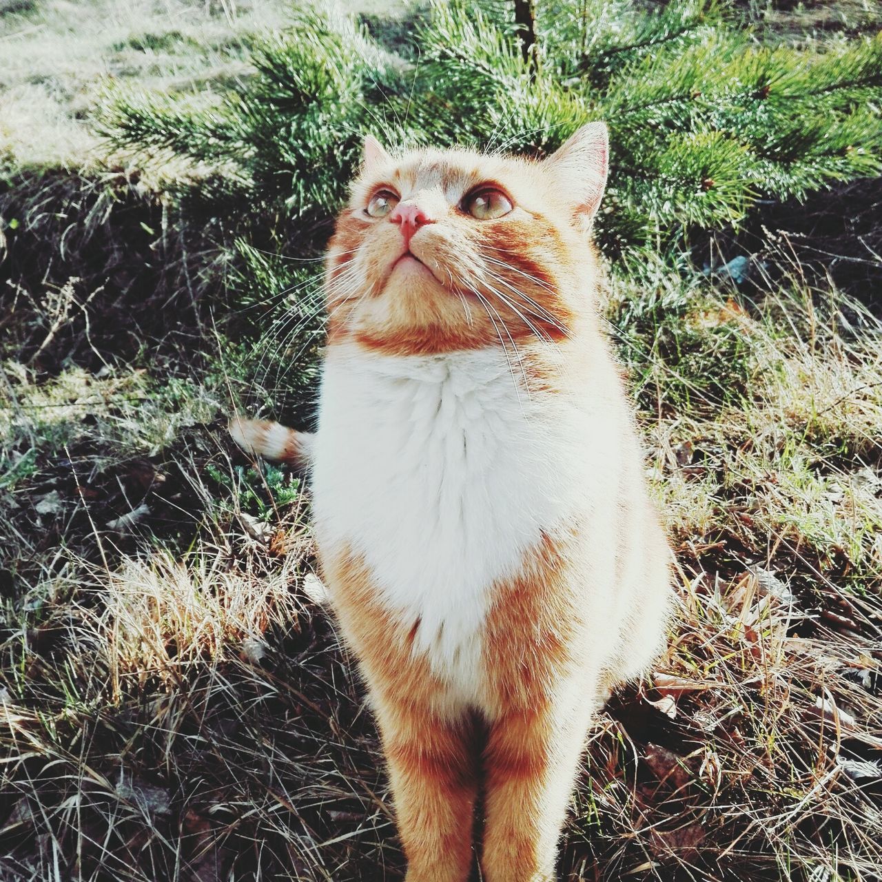 CAT IN GRASS