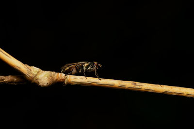 Close-up of insect on wood against black background