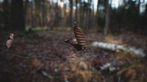 Bird flying over a forest