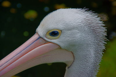 Close-up of pelican