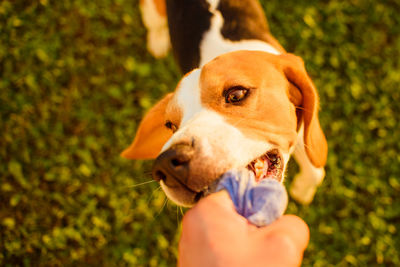 Close-up of hand holding dog