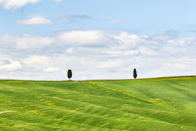 grassland