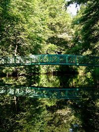 Bridge over trees in forest